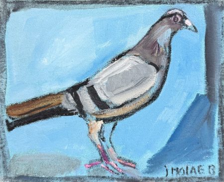 Jamil Molaeb — Pigeon