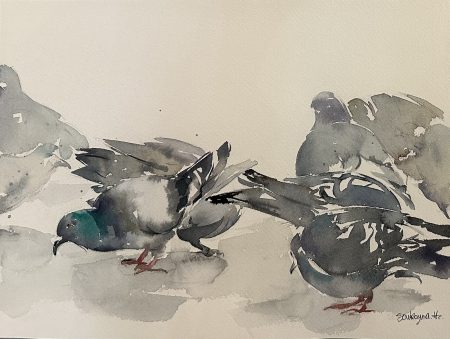 Soukayna Hawila — Pigeons